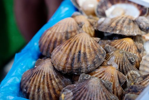 Coquille Saint-Jacques